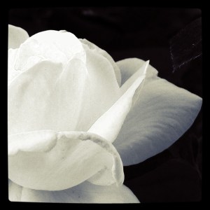 Cape Cod Tea Rose Pale Pink