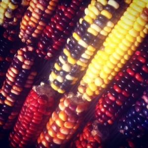 Indian corn at the Truro Ag Fair 2012
