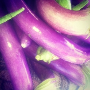 Truro Ag Fair 2012 eggplant