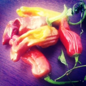 Red-chocolatey hot peppers found by Mercan Bey, the puppet spice trader, at the Truro Ag Fair 2012