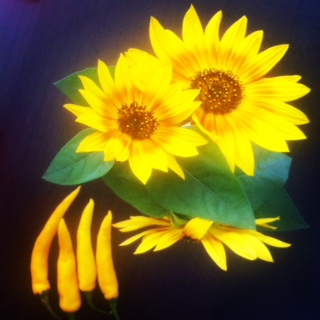 Yellow sunflowers and hungarian peppers from Truro Ag Fair 2012