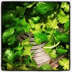Don't forget to wash the cilantro (coriander leaf) (image by Liz Cameron)