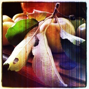 Elma (Image by Liz Cameron)