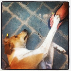 In Kaş, we found a dog that looked just like our own - and it made us homesick (image by Liz Cameron) In Kaş, we found a dog that looked just like our own - and it made us homesick (image by Liz Cameron)