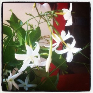 Coke and jasmine in Kas, Turkiye Coke and jasmine in Kas, Turkiye