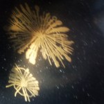 Golden mollusks and sea creatures on floor of Miami International Airport