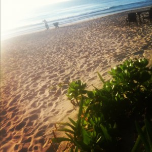 Carting the seaweed over to the big hole in the beach - to be buried before the tourists wake up and realize that - horror of horrors - the sea produces *seaweed*!!! (Image by Liz Cameron)