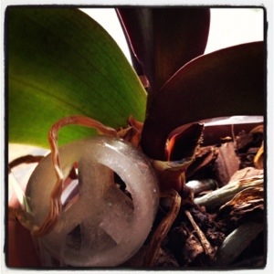 Esma the hippie puppet, known in part for her green thumb when it comes to orchids, insists that the best way to water orchids is with peace-shaped ice cubes placed on top of their mossy blankets for slow melting nourishment. (Image by Liz Cameron)