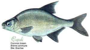 Here is a çapak - or a common bream fish