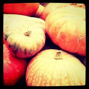 Kabakler - a number of squash (Image by Liz Cameron)