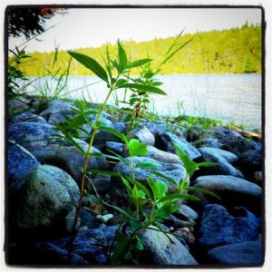 Bog Lake from the soft, grey pebble beach (Image directed by the Karagoz puppets and implemented by Liz Cameron)