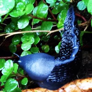 Carpathian blue slug