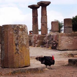 A turkey we saw strutting about at the Temple of Athena in Assos/Behramkale in June